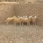 بهم تربيه طليان ورخال