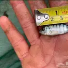 سمك بلطي حي للبيع