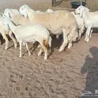 ( تم البيع) 15 رخال صنف حريه مع فحلها في أملج