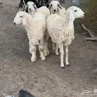 طليان ورخال