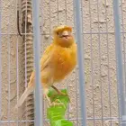 كناري تغريد