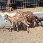 غنم سواكن خلفات شي فاخر طيبه العدد 2 تحتها 2