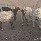 خرفان وتيوس للبيع
