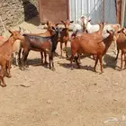 غنم دهم مراح للبيع