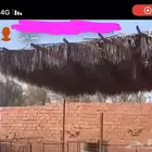 جريد سعف للمظلات