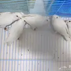 اناثي روز البينو محلله