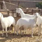 شاه والد تحتها رخلين ( بيشه )