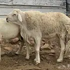للبيع فحل حري فاخر ساسه من حلال براك الدعدي