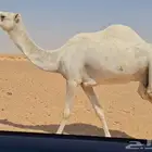 وضحا طيبه