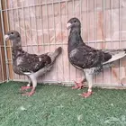 جوز هومر سلفر
