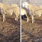 ( تم البيع) ثني صنف من حلال الصياد في أملج