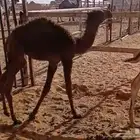 حشو البيع