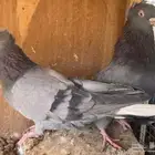 قطايف زرق للبيع فرصة