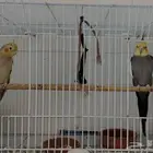 زوج كروان (كاكتيل)