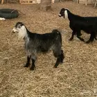 القصيم