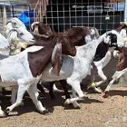 معزا مصريات منايح مشاريك طيبه العدد 11 با الفحل دفيع للقناي