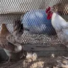 عربي ترثه ديك ودجاجه