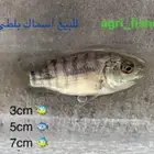 سمك بلطي حي