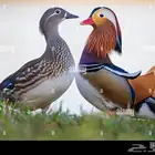 بط المندرين