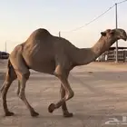 زمول منتجة ومشروطة حمر واشعل