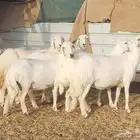 ضان دفيع للبيع ( بيشه )