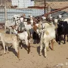 للبيع معزا 21 معها 18