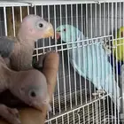 فروخ دره هولندي(تم البيع )