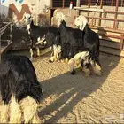 مراح غنم للبيع