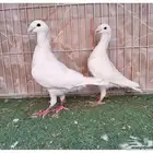 أربع اجواز هومر ابيض وتايقر