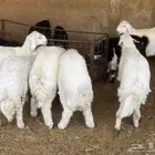 تيوس وطليان حريات