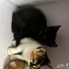 قطط للتبني