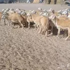 ( تم البيع) 75 رخال نوادر من الصياد بفحولها في أملج