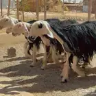 شياه نجد ولد