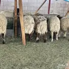 ذبائح للبيع برياض الخبراء