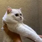 للبيع عمر سنه ونص لمحبين الإنتاج