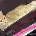 قطه للتبني شيرازي انثى. الرجاء مخافة الله فيها