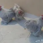 دياكه كوشن لافندر للبيع بالأحساء