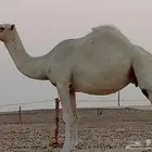 لقحه وضحا كفو للبيع