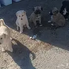 كلاب بلدي للتبني