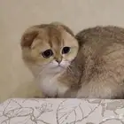 سكوتش تربل فولدny11 مسجله مستوردها من روسيا