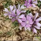 بذور النفل البري الجميل بالكيلو