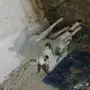 تيس للبيع جذع