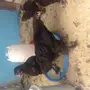 براهما اسود وبوران