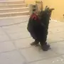 زوجين براهما وفروخ للبيع
