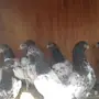 طبات تيدي