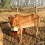 بقرة تحتها حسيل للبيع