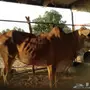 حسيلة ( خبشة ) للبيع