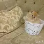 قطة فارسية عمر شهرين 