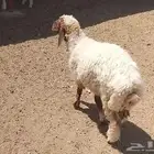 رخله سمين