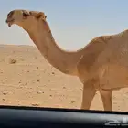 قعود طيب